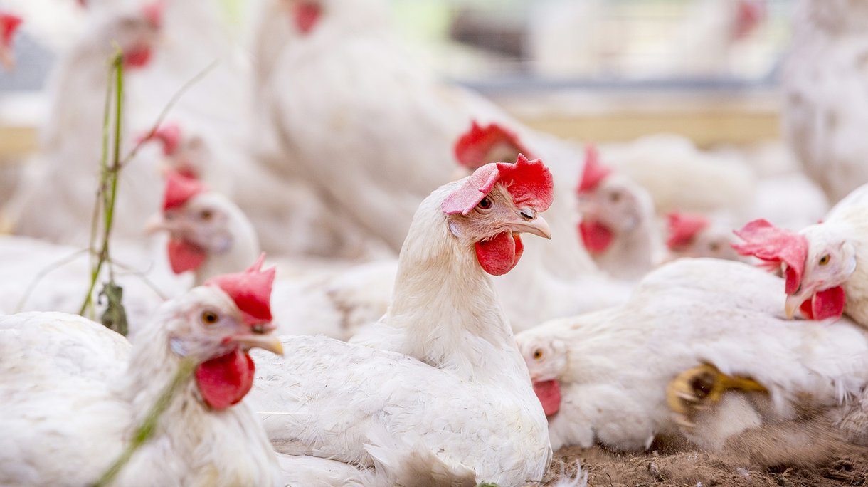 Regulatory Compliance and Auditing Tools in Poultry Management Systems