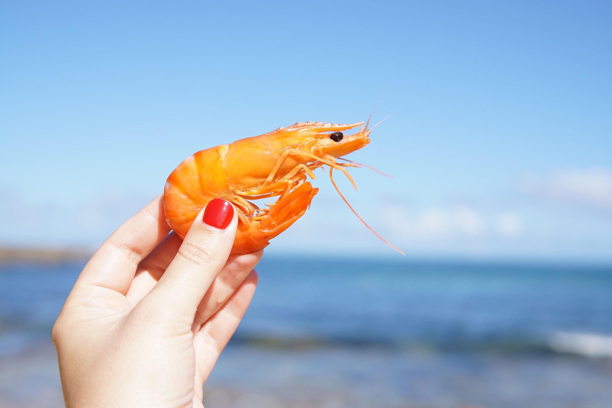 Shrimp Market Survey Insights, Outlook and Forecast 2024-2032